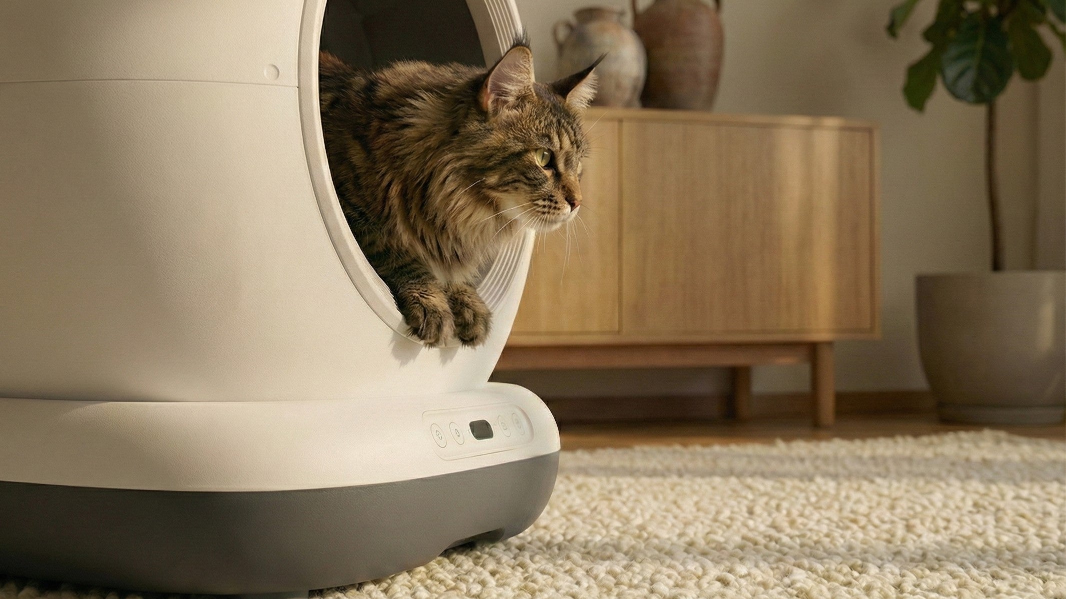 Video laden: De Maine Coon Kat: Alles over de Vriendelijke Reus uit Amerika